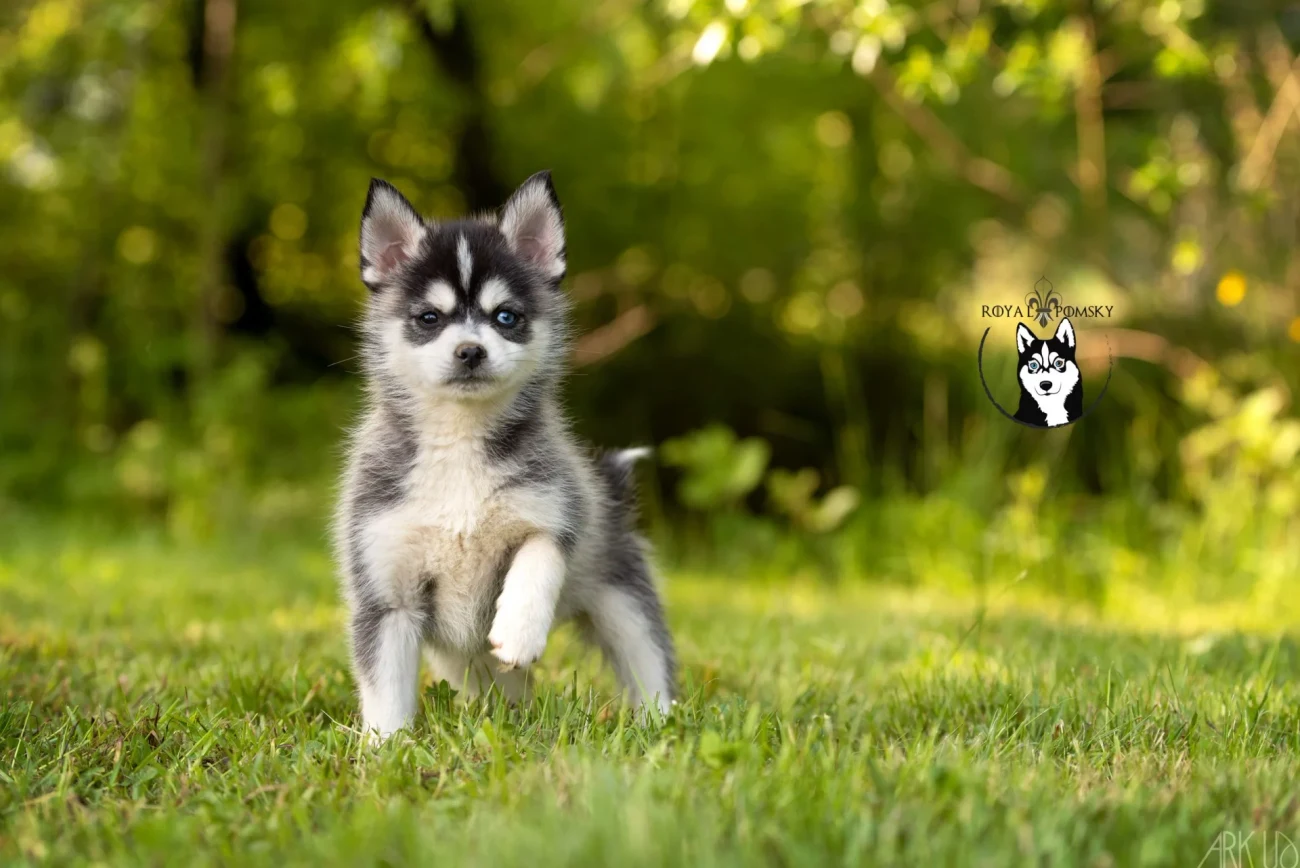 Photos du Pomsky reproducteur 'ALOU' - photo 1