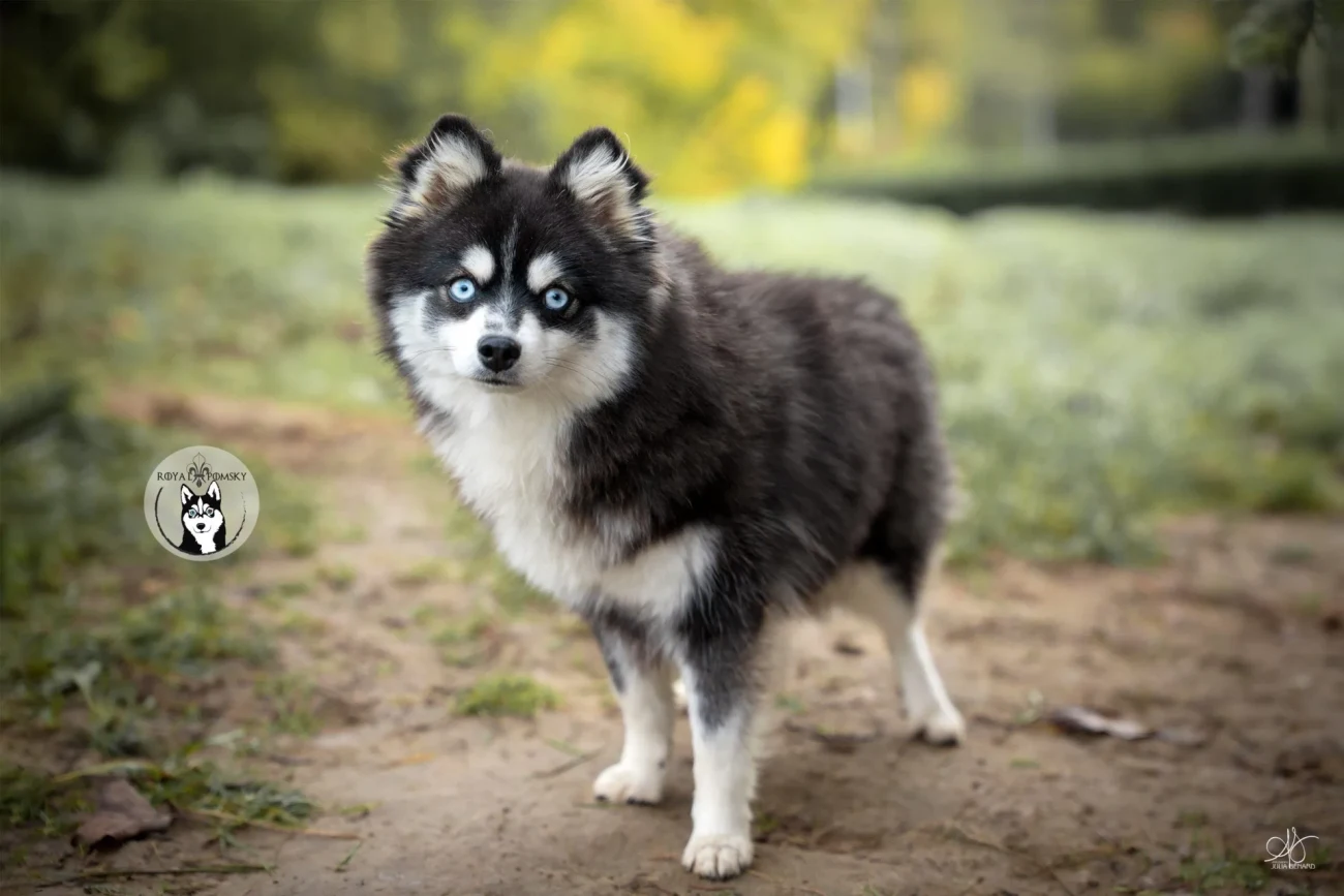 Photos du Pomsky reproducteur 'BAMBOU' - photo 1