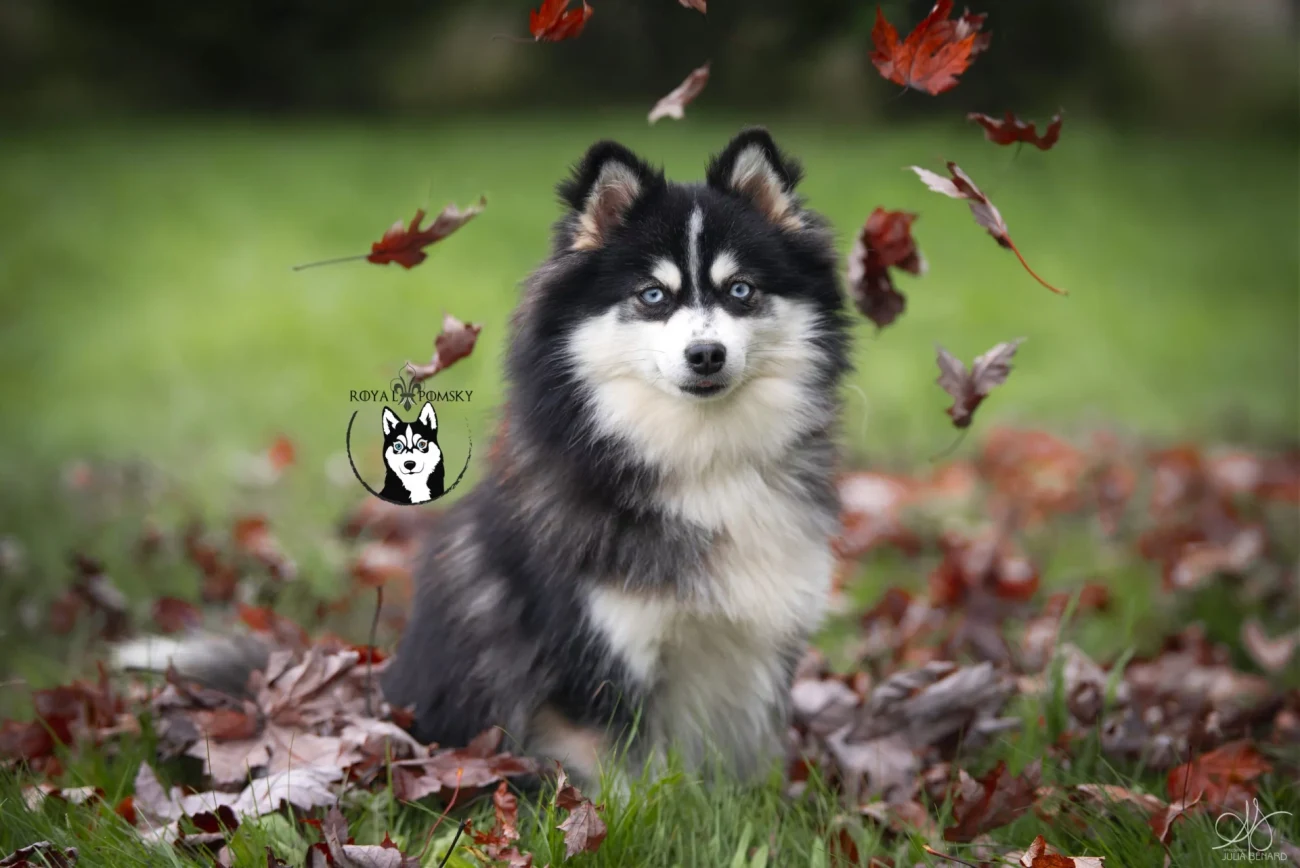 Photos du Pomsky reproducteur 'BEAUTY' - photo 1