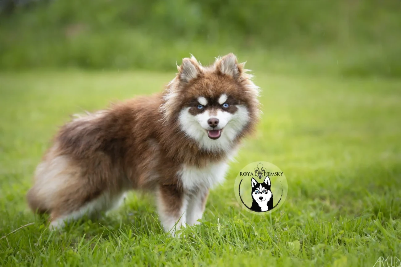 Pomsky Toy Royal POMSKY illustrant un profil rare et recherché