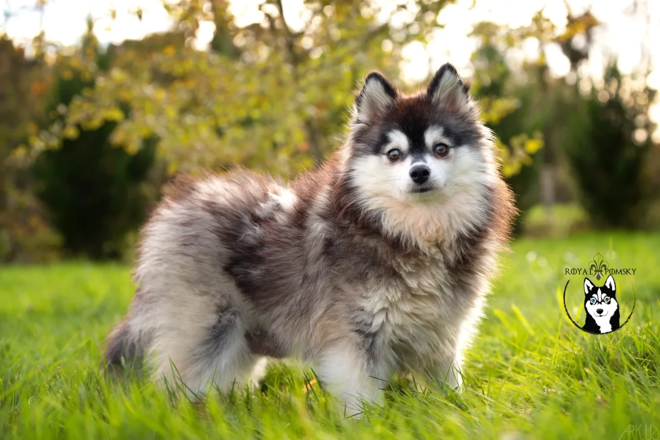 Photos du Pomsky reproducteur 'PWEEK' - photo 1