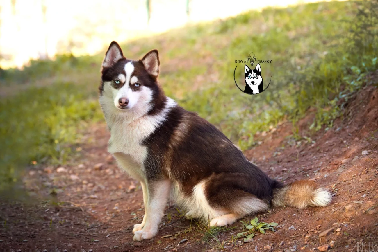 Pomsky miniature adulte illustrant un format intermédiaire chez Royal POMSKY