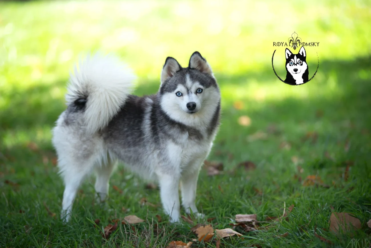 Photos du Pomsky reproducteur 'SUSHI' - photo 1