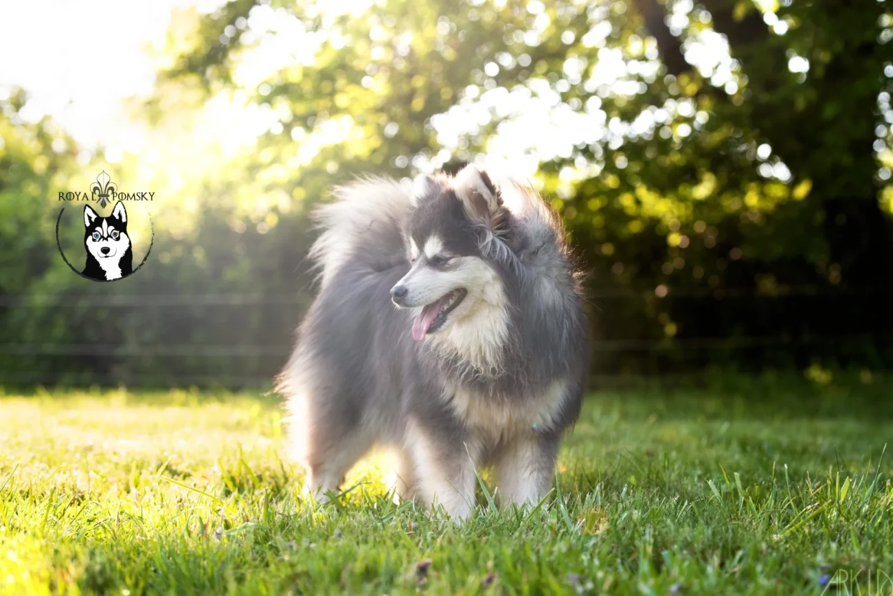 Willow, mère de AKI BLUE