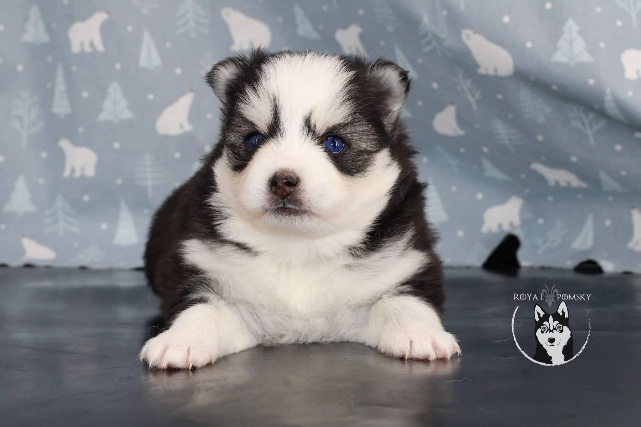 Carrousel d'images du chiots pomsky ROYAL POMSKY 'ALUNA' - photo 1