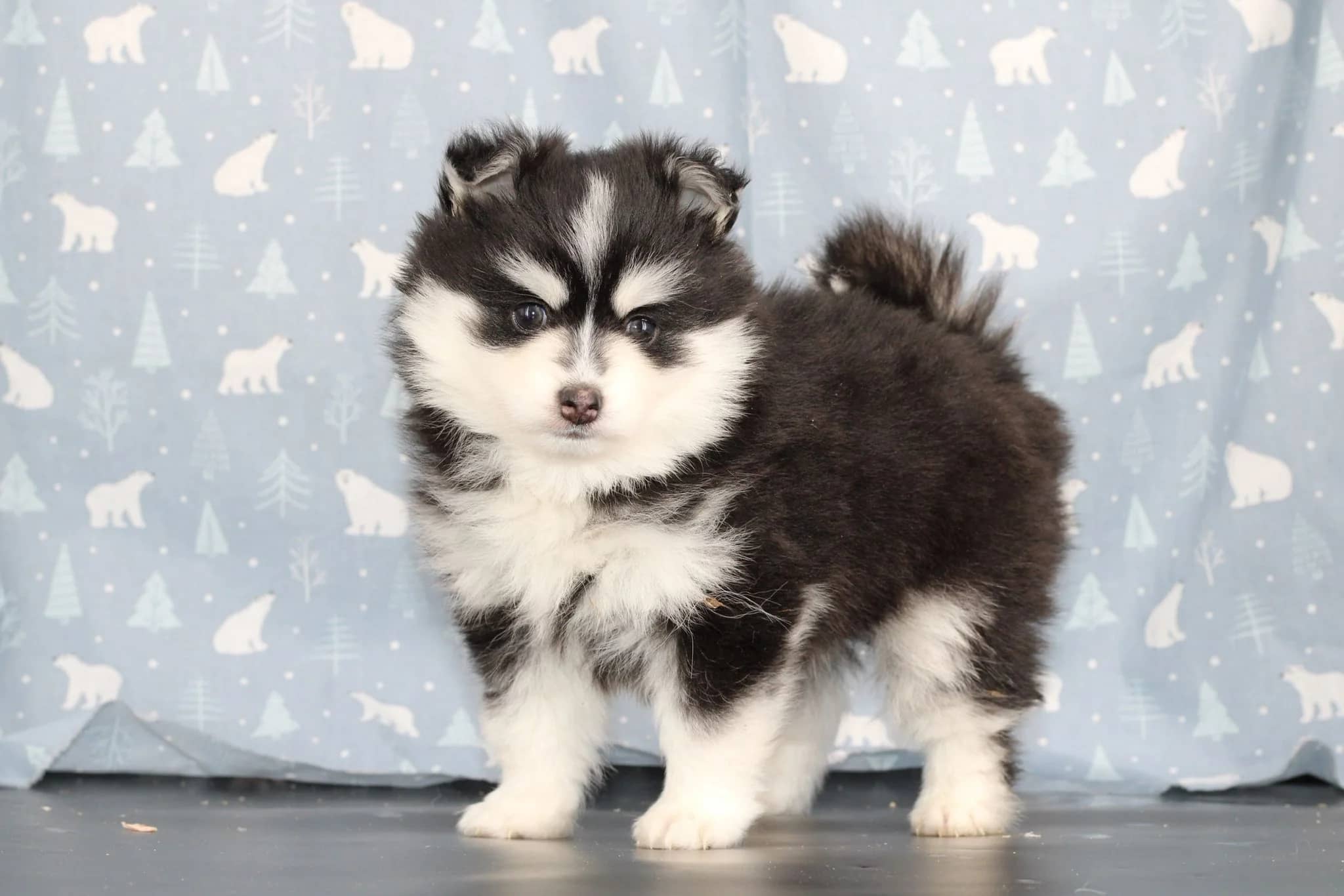 Carrousel d'images du chiots pomsky ROYAL POMSKY 'ASH' - photo 1