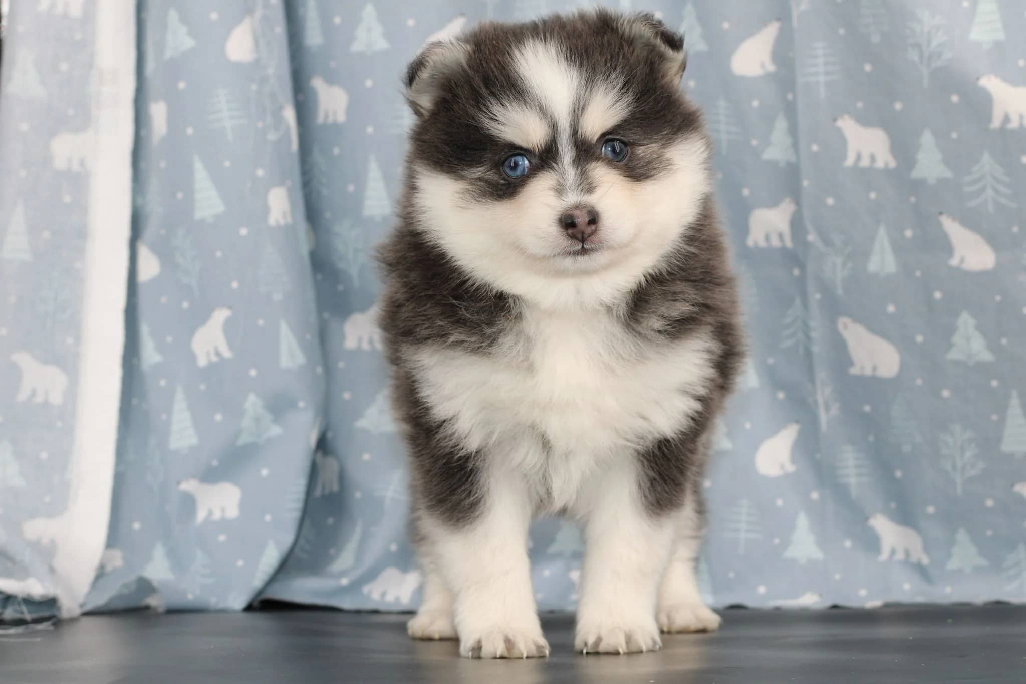 Carrousel d'images du chiots pomsky ROYAL POMSKY 'THOR' - photo 1
