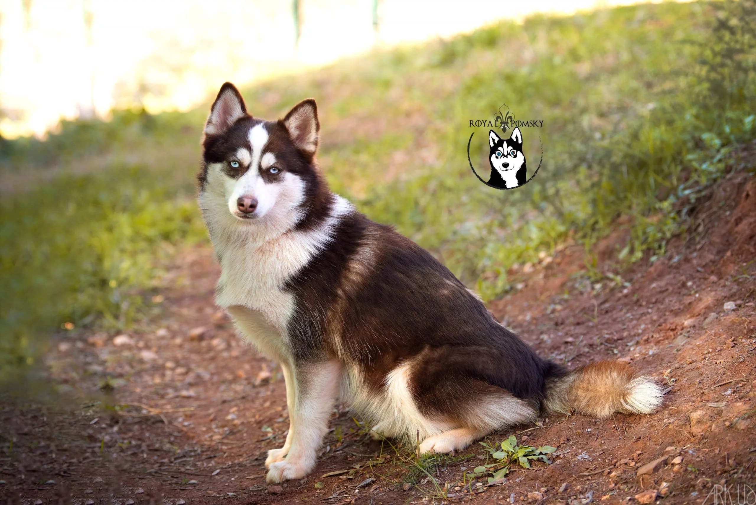 Carrousel d'images du Pomsky reproducteur 'SALLY' - photo 1