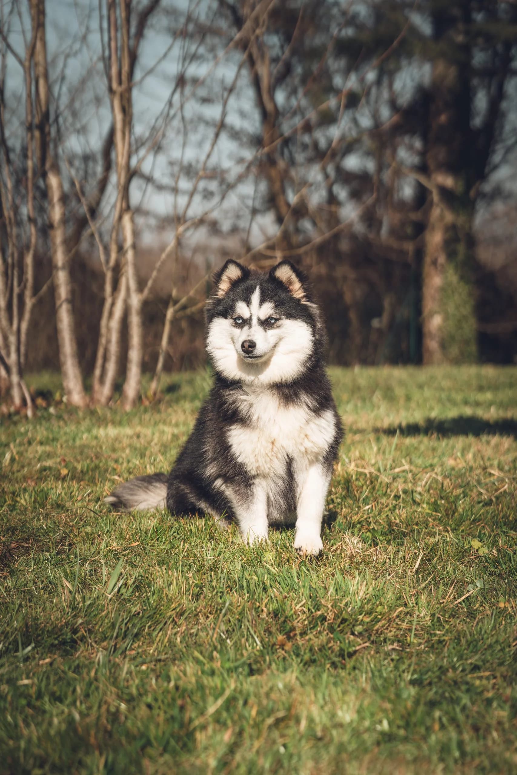 Carrousel d'images du Pomsky reproducteur 'SHADOW' - photo 1