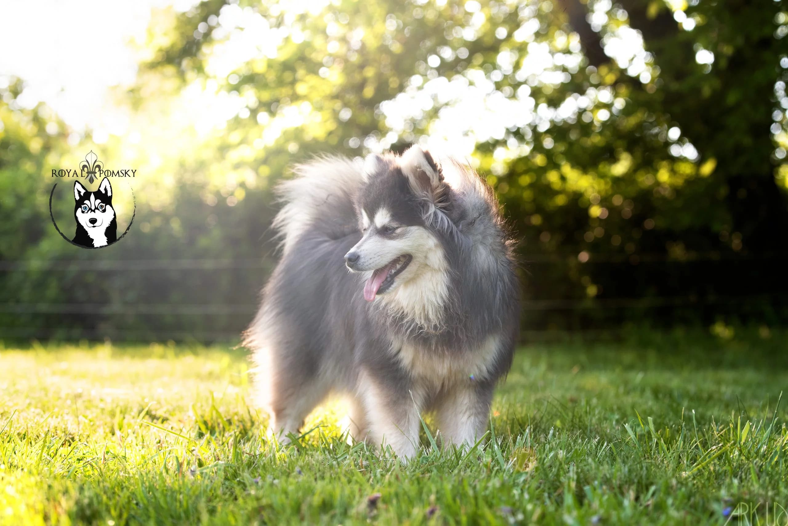 Carrousel d'images du Pomsky reproducteur 'WILLOW' - photo 1