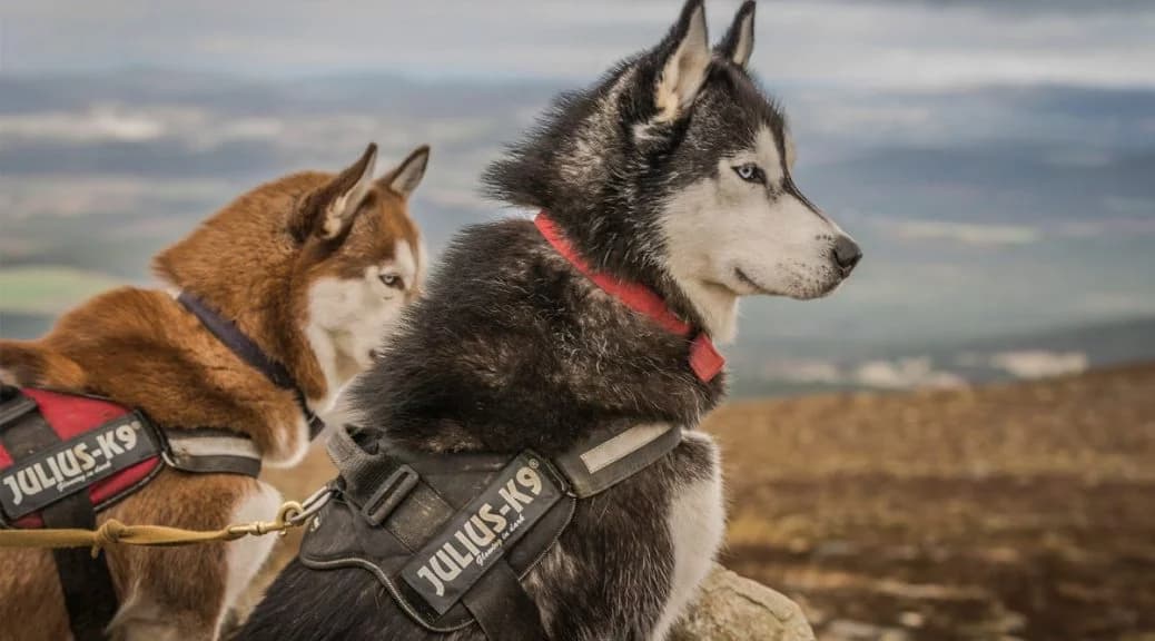 Husky Sibérien au regard intense et pelage épais