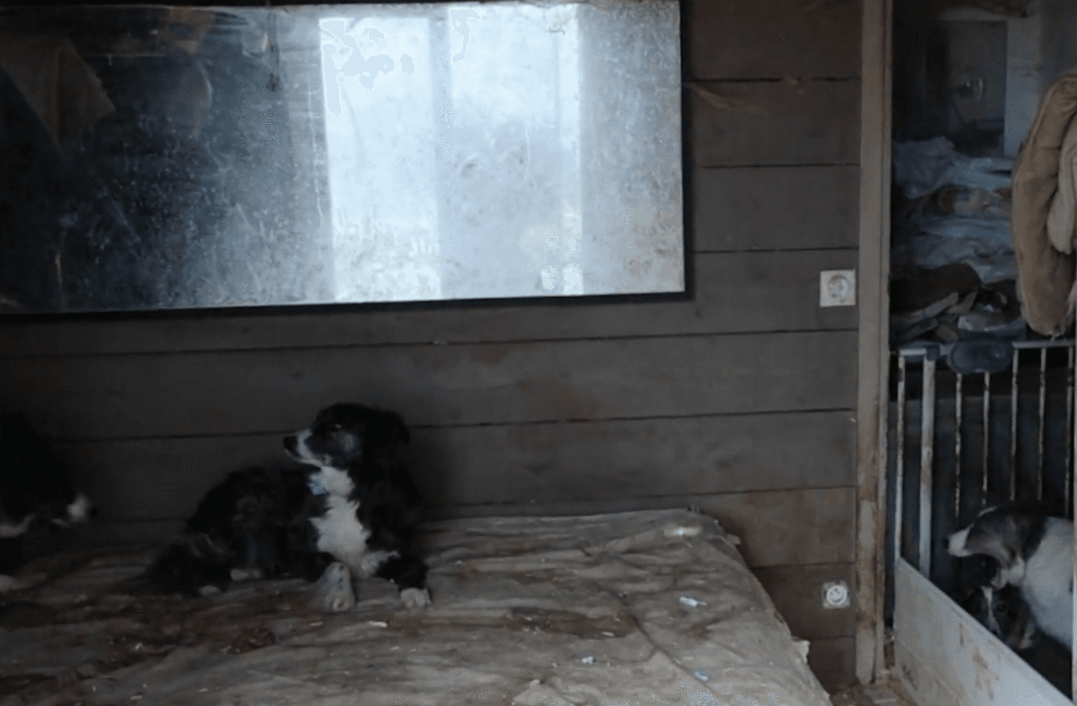 Illustration d'un article sur les signaux d'alerte liés aux élevages clandestins de chiots