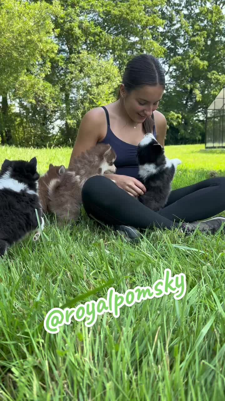 Personne assise dans l'herbe avec plusieurs chiots Royal Pomsky