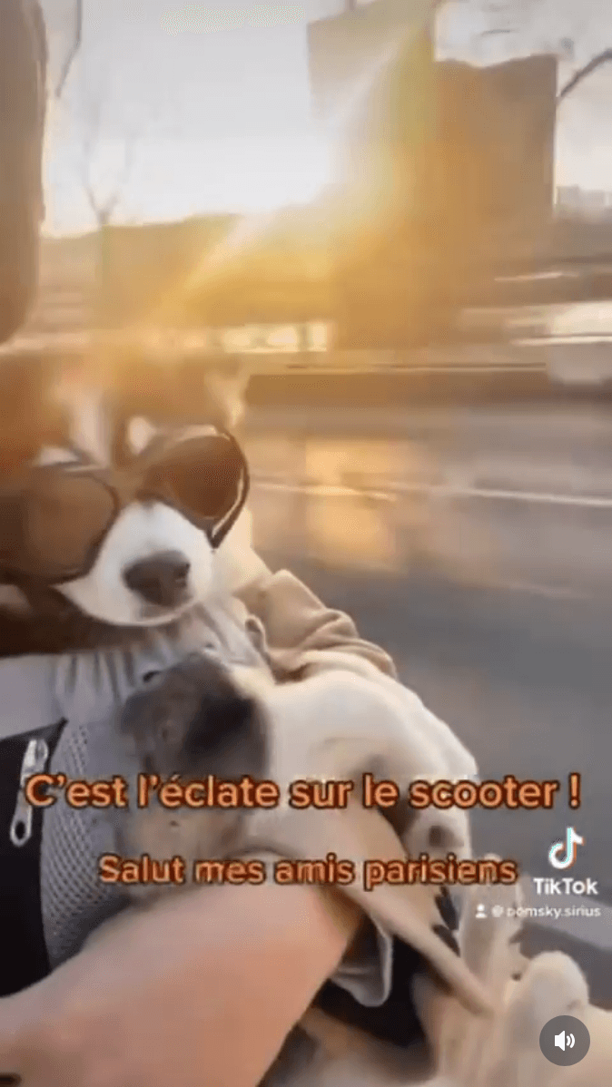 Aperçu du reel Instagram montrant Sirius le Pomsky avec sa famille à Paris