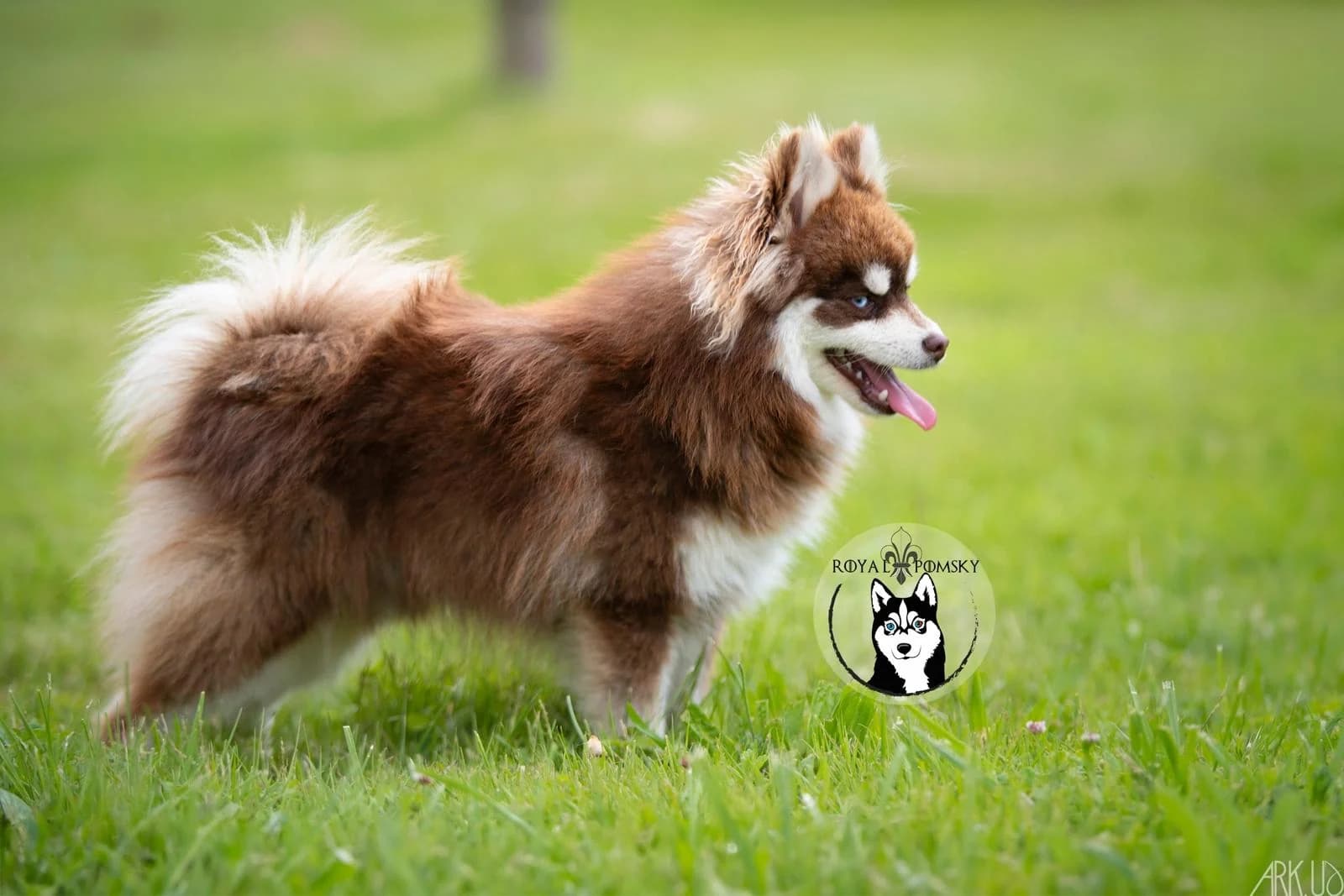 Pomsky couleur chocolat qui tire la langue