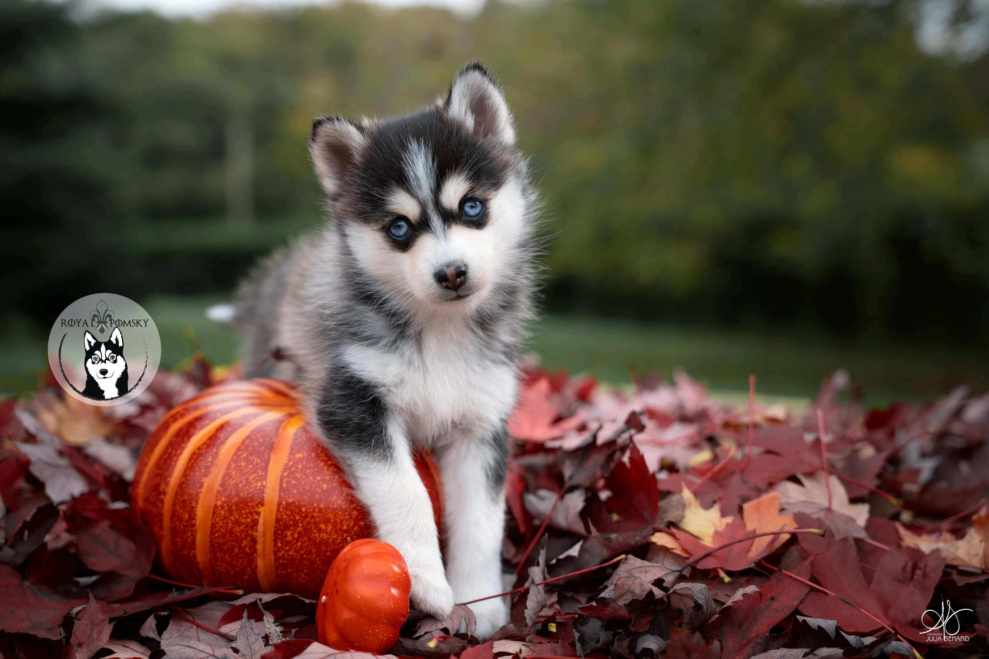 Pomsky chiot f4 avec ses pattes avant sur un citrouille d'halloween