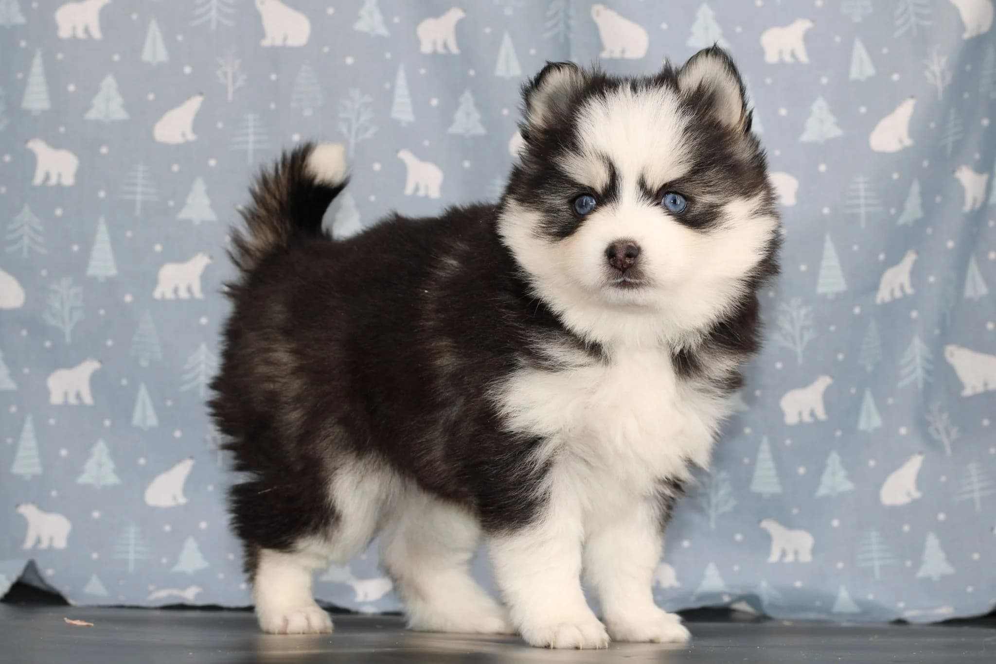 Carrousel d'images du chiots pomsky ALUNA - photo 1