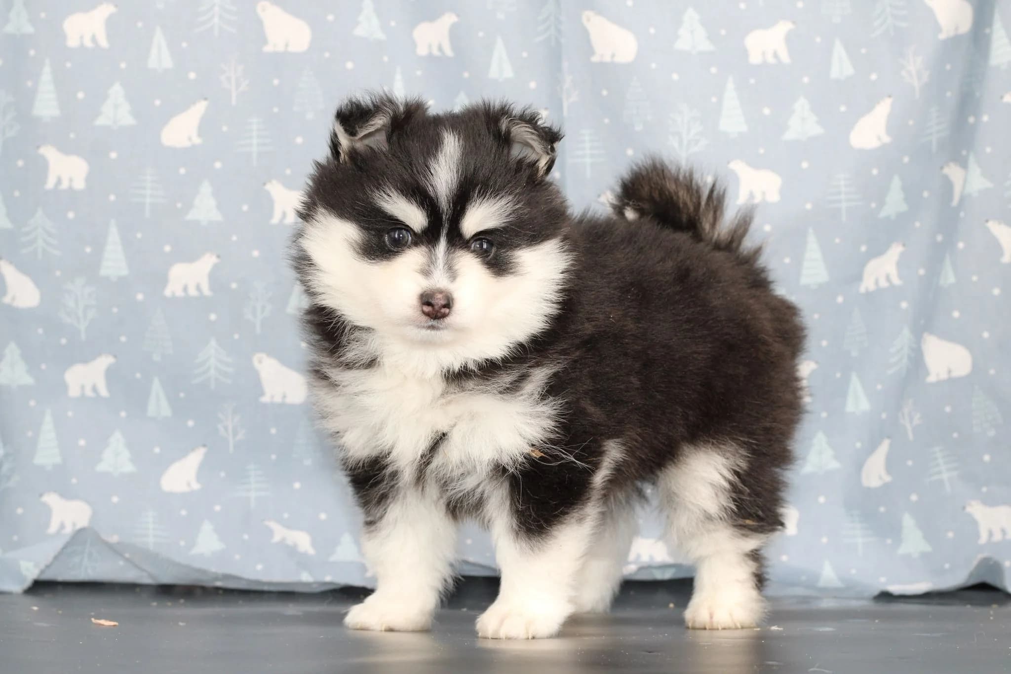 Carrousel d'images du chiots pomsky ASH - photo 1