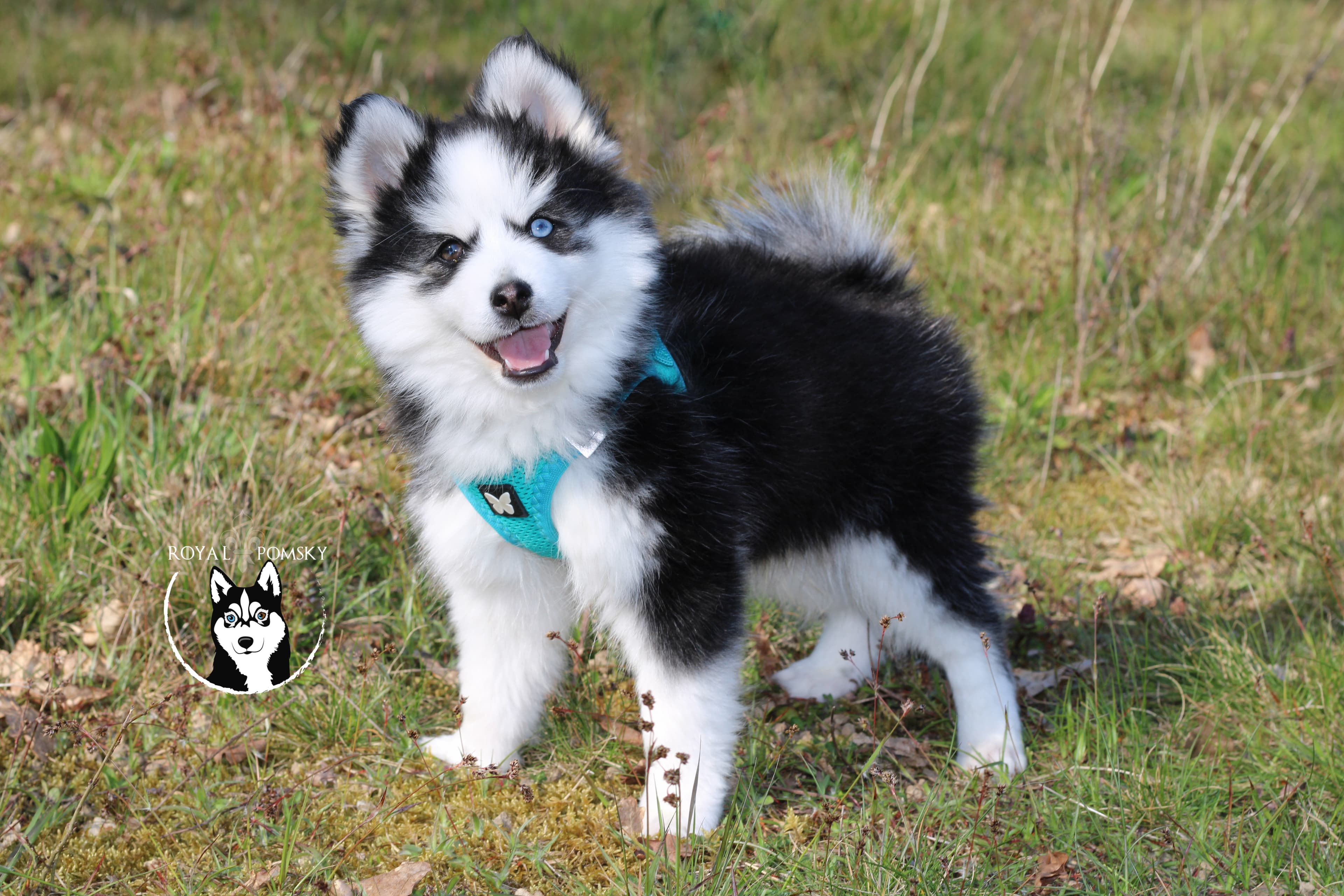 Photos du chiot Pomsky SNOW - photo 1