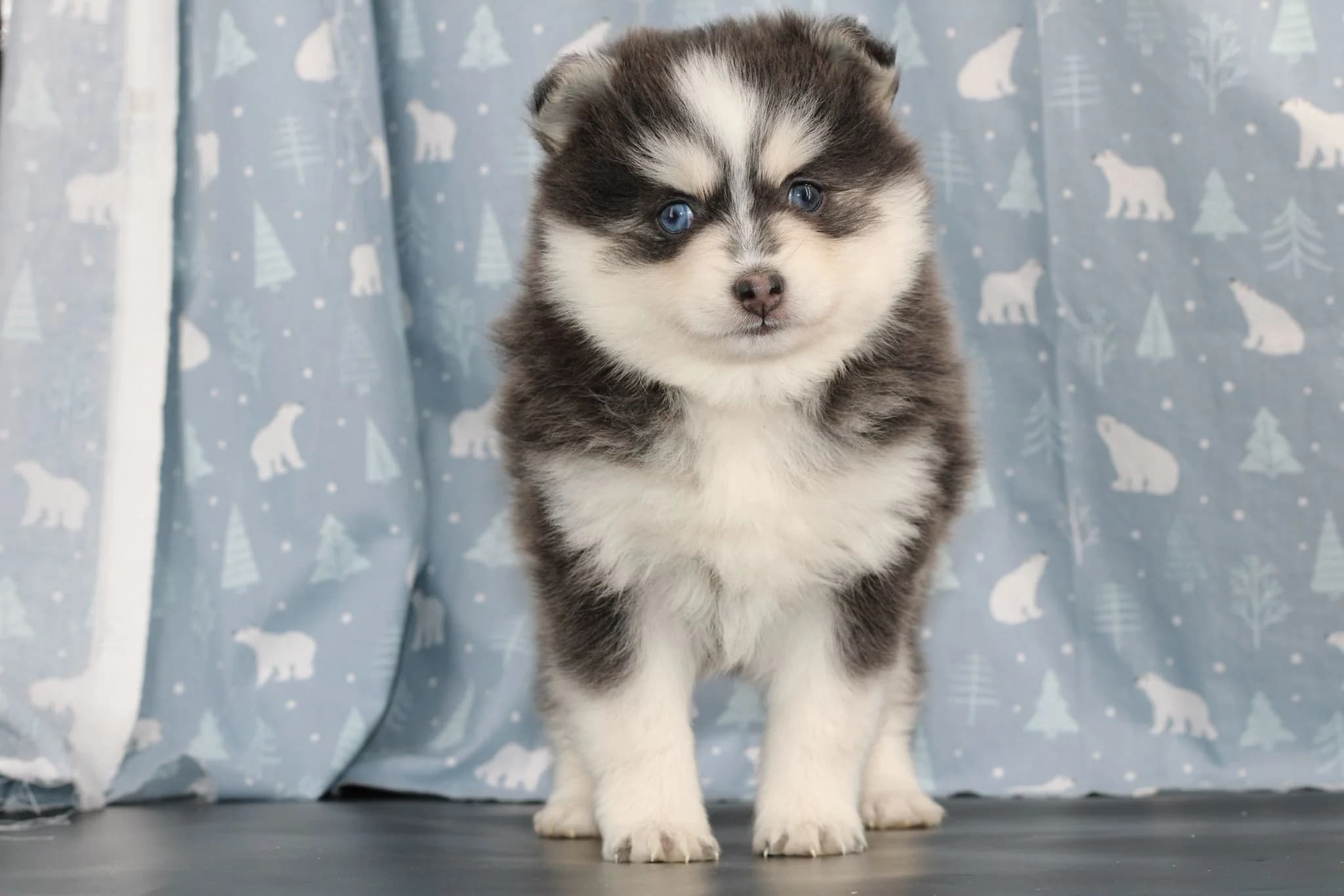 Carrousel d'images du chiots pomsky THOR - photo 1