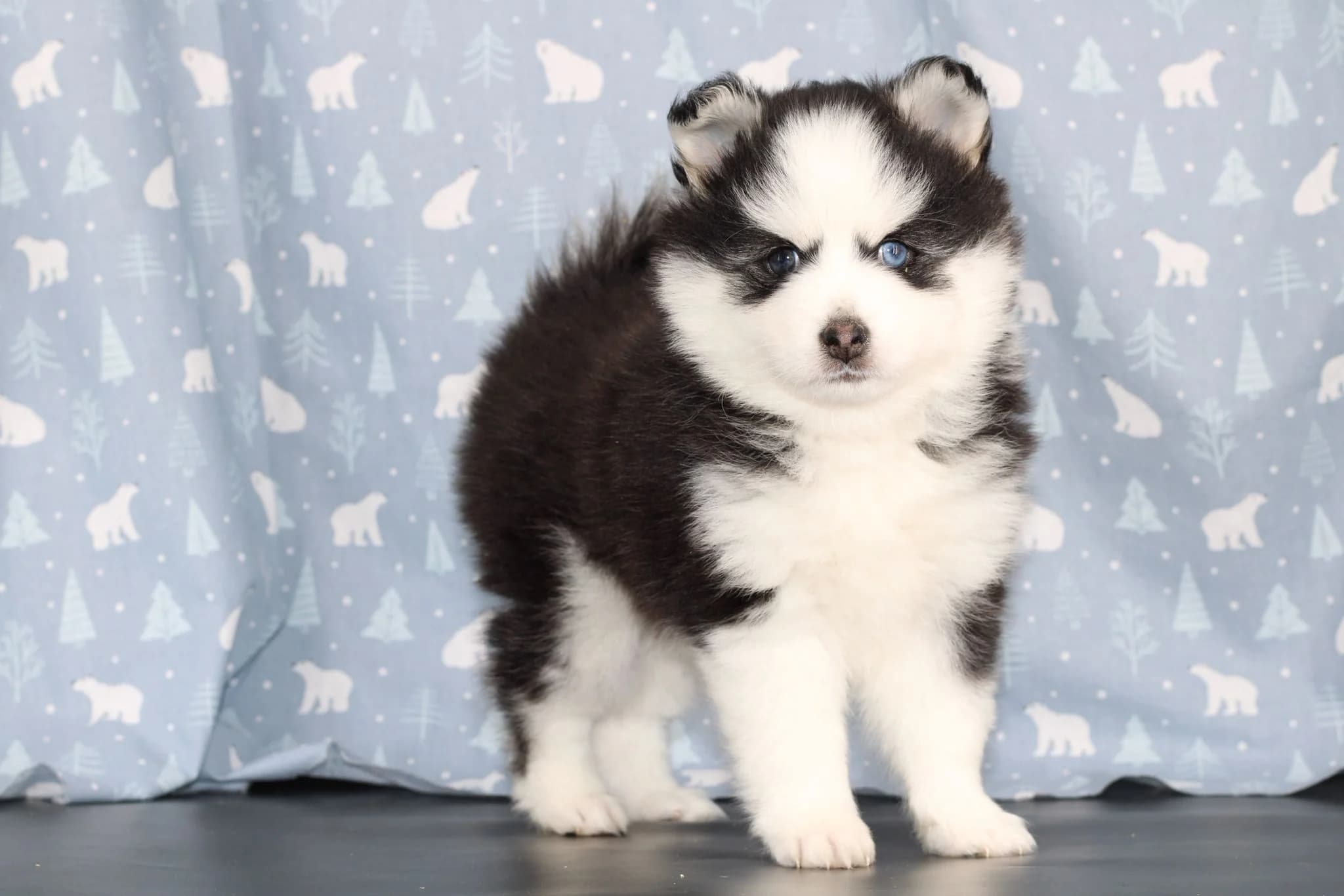 Carrousel d'images du chiots pomsky VUK - photo 1