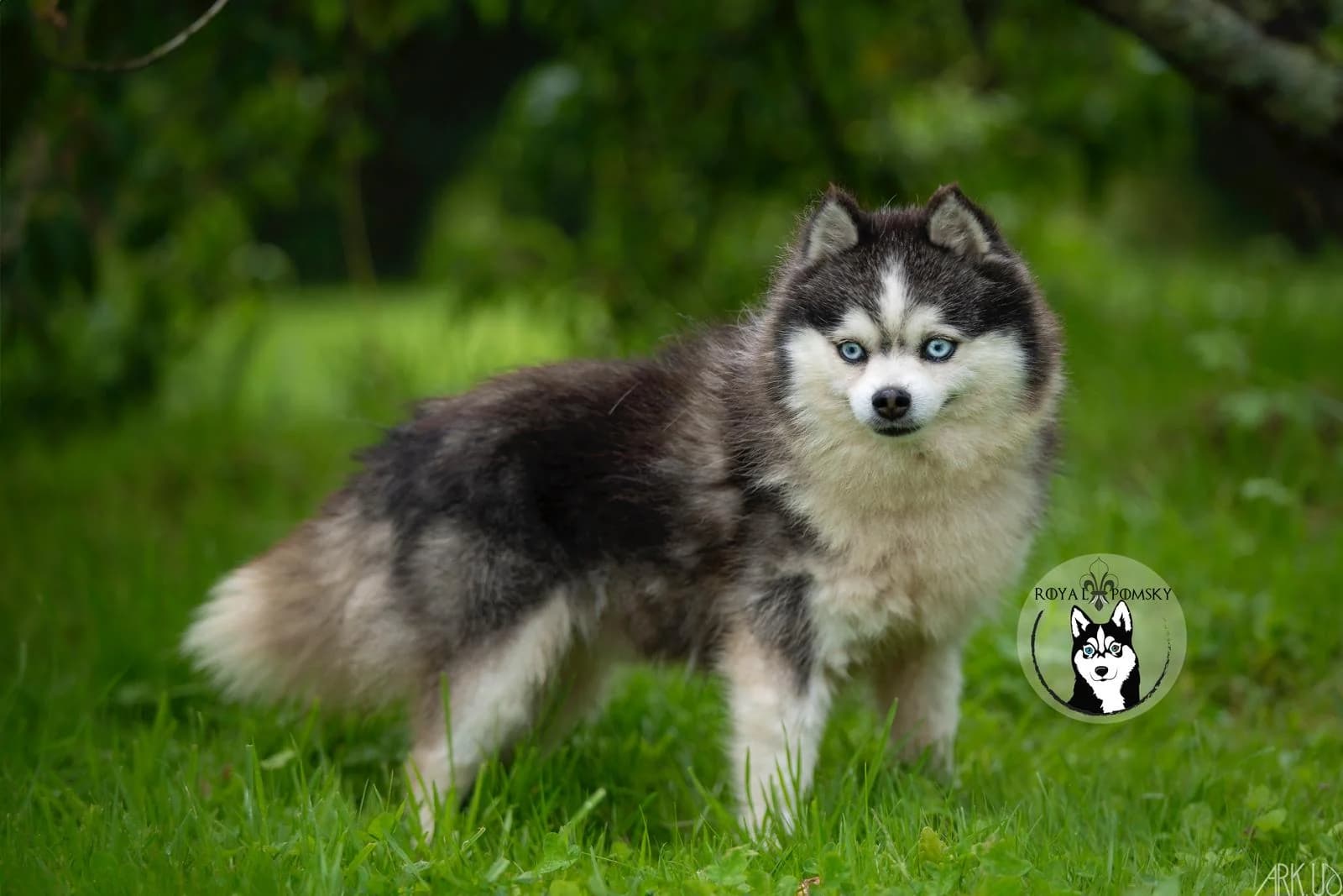 Carrousel d'images du Pomsky reproducteur 'CHARM' - photo 1