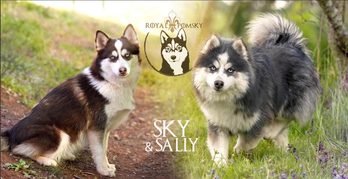 Sky et Sally, deux Pomsky de l'élevage Royal POMSKY, présentés pour suivre leur portée
