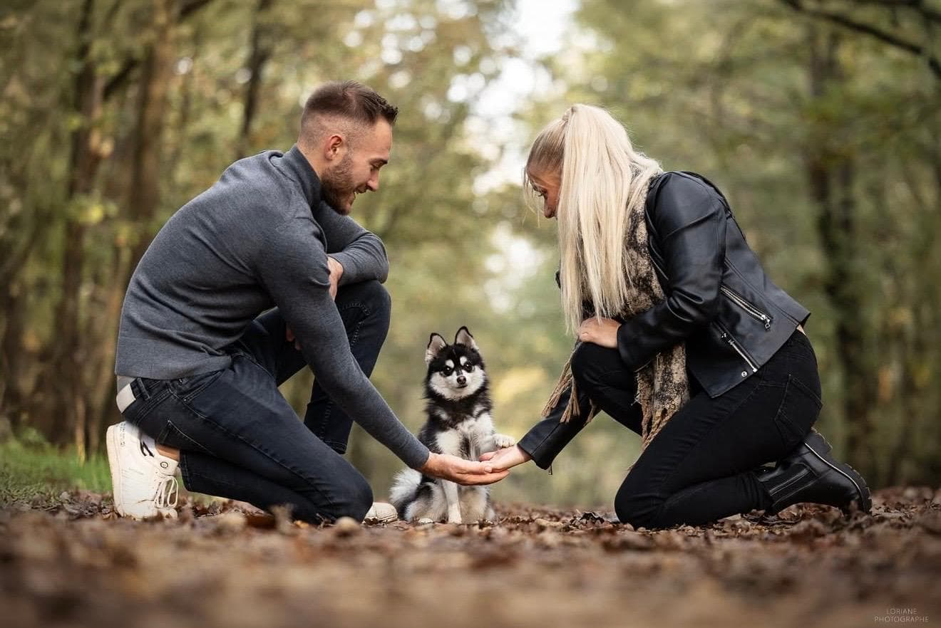 Jeune pomsky avec sa famille humaine dans un moment calme