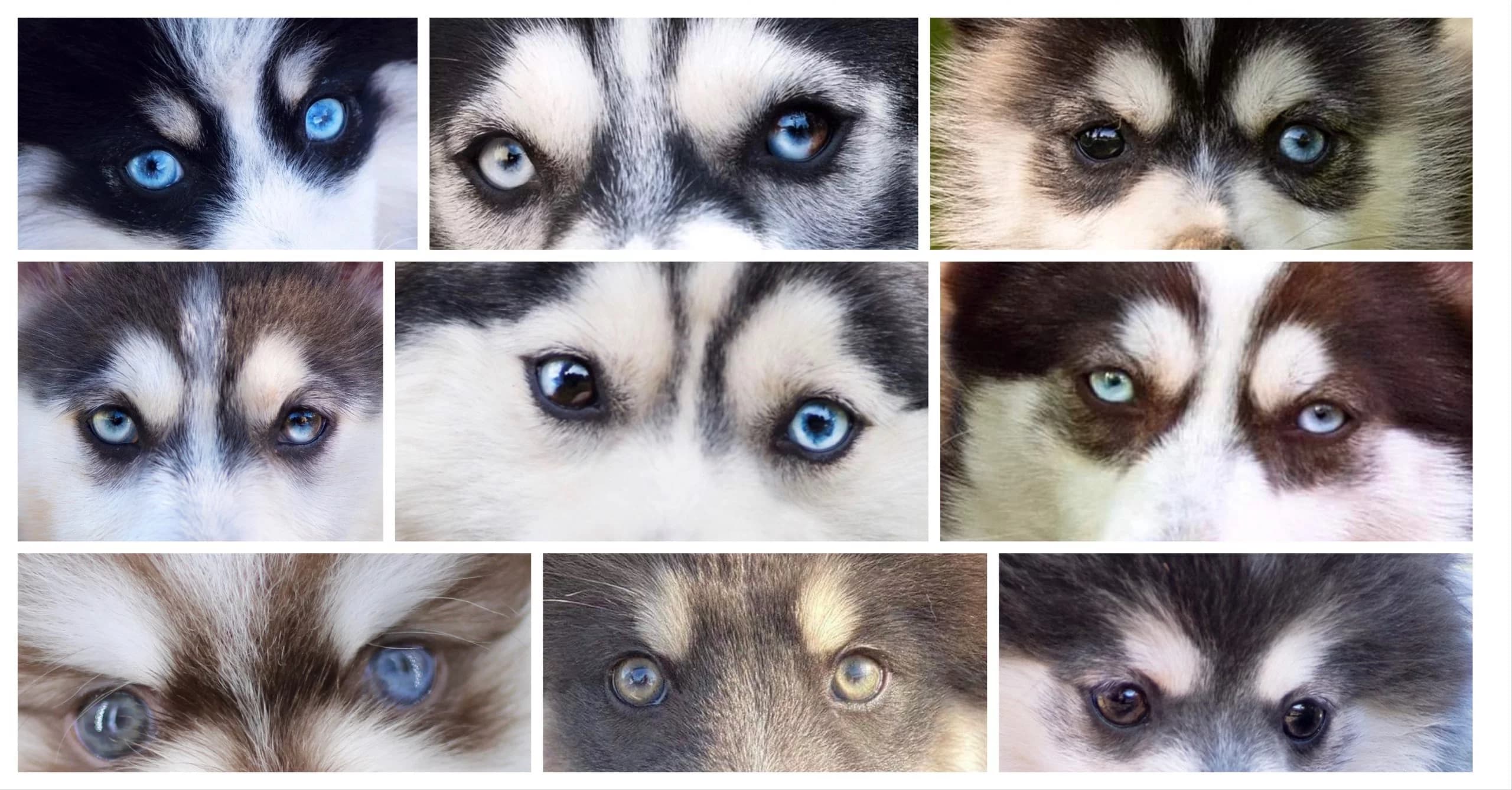 Montage de plusieurs couleurs des yeux du Pomsky