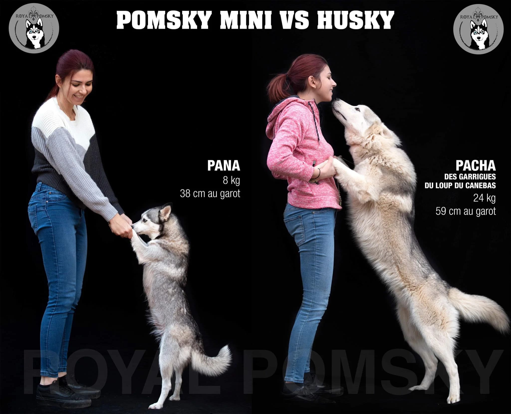 comparatif de taille d'un pomsky miniature vs husky