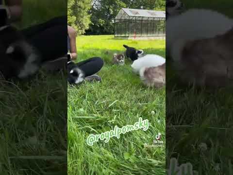 Aperçu du short YouTube Royal POMSKY : Chiot Pomsky - Royal Pomsky Elevage familial