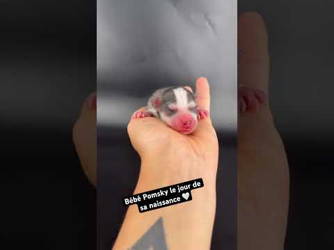 Aperçu du short YouTube Royal POMSKY : Bébé Pomsky le jour de sa naissance