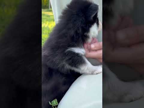 Aperçu du short YouTube Royal POMSKY : Nos chiots pomskies TOY F5
