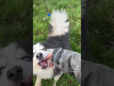 Aperçu du short YouTube Royal POMSKY : Untitled video