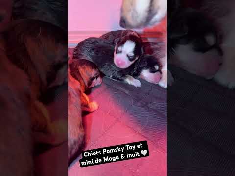 Aperçu du short YouTube Royal POMSKY : Inuit & Mogu Chiots Pomsky Toy #elevagepomsky