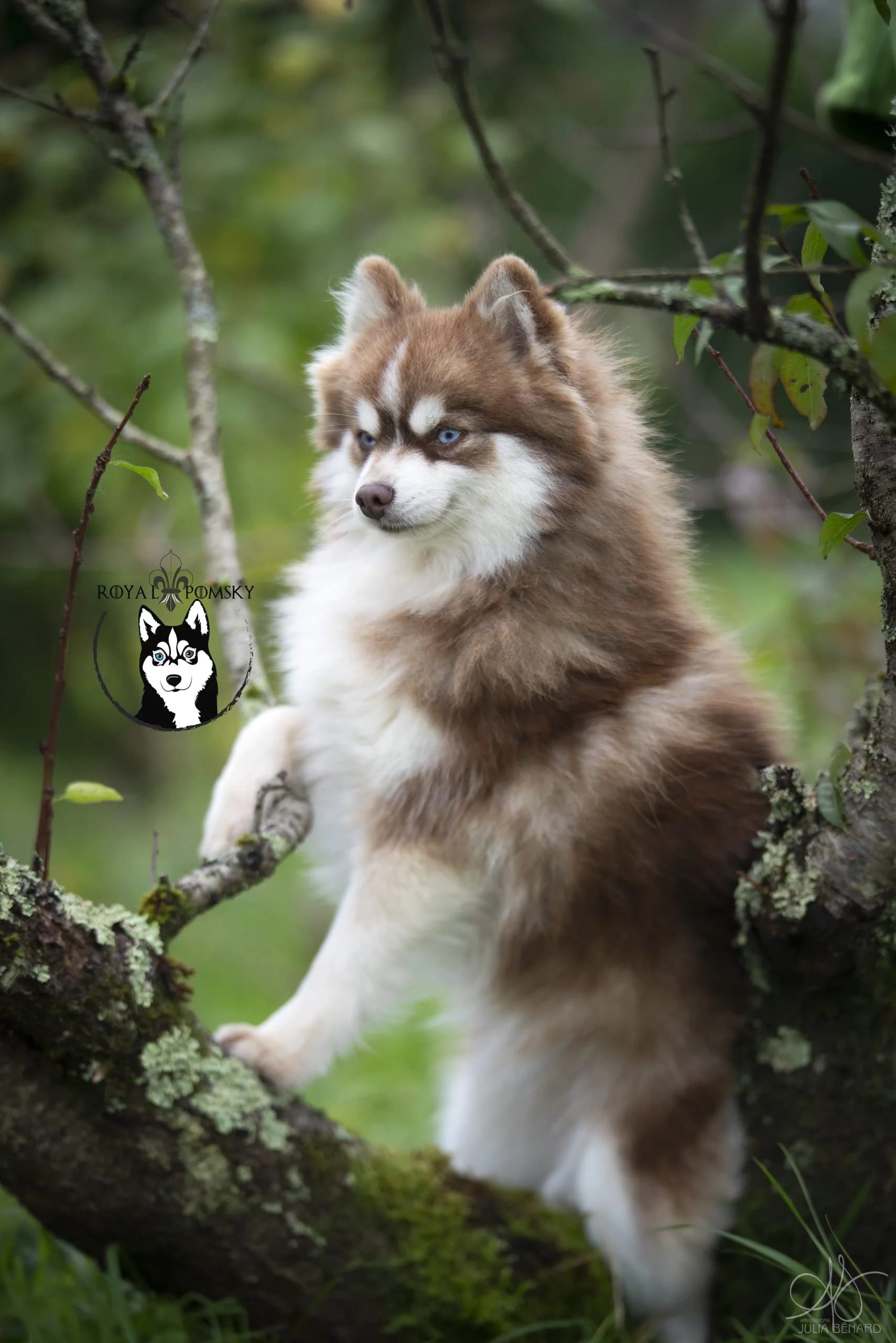 Pomsky f4 Akasha, une femelle pomsky toy de couleur sable et blanche avec des yeux bleus