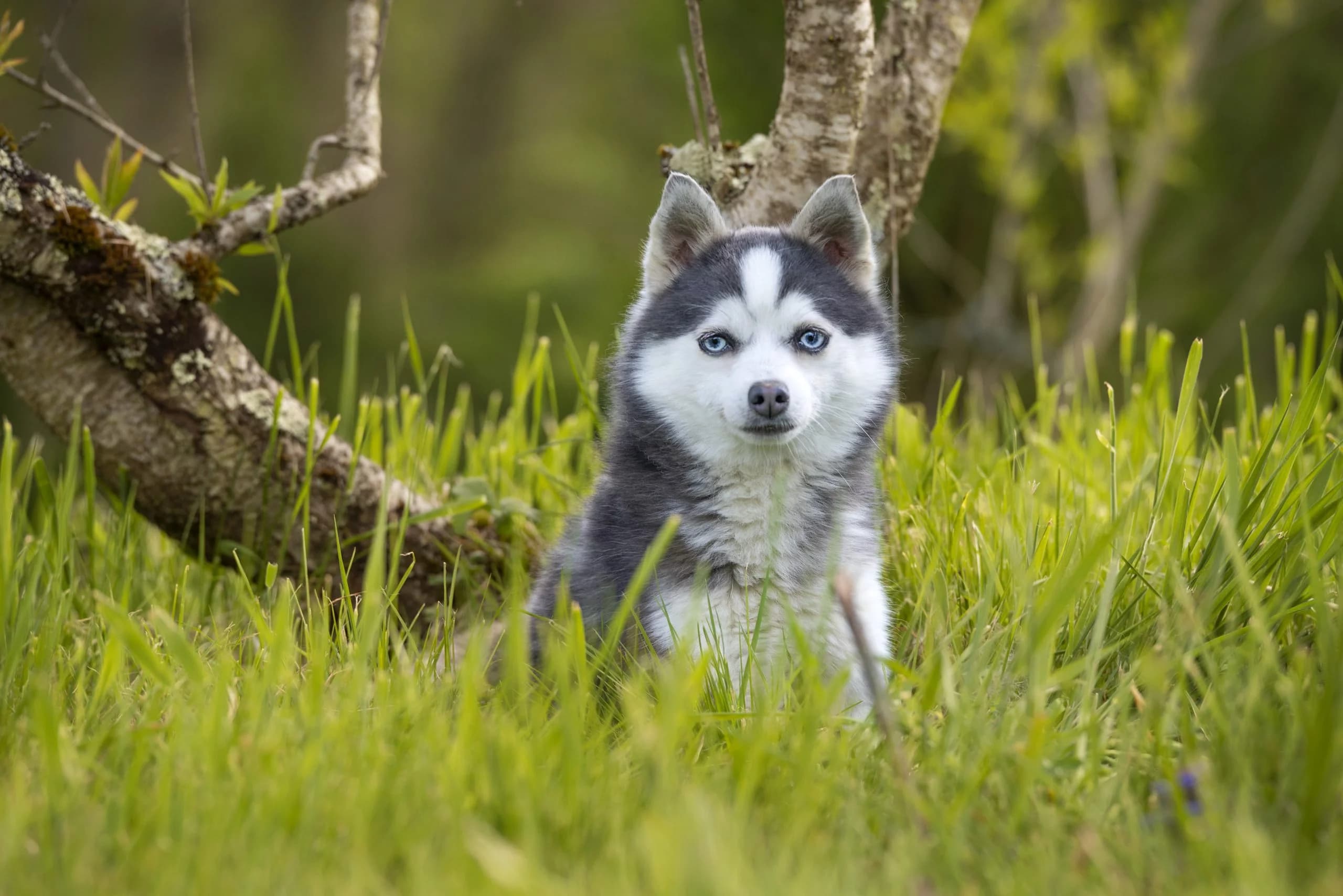 Pomsky noir et blanc de g?n?ration F3