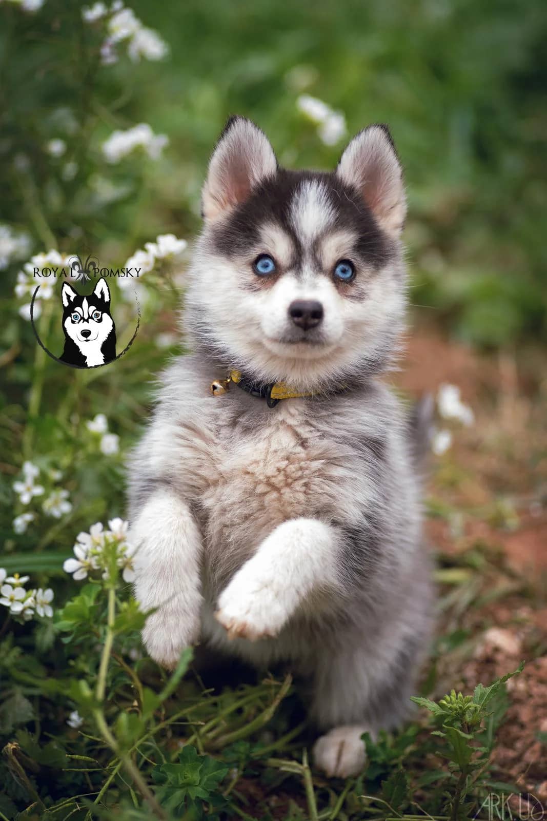 Mikky pomsky chiots levant les deux pattes avant