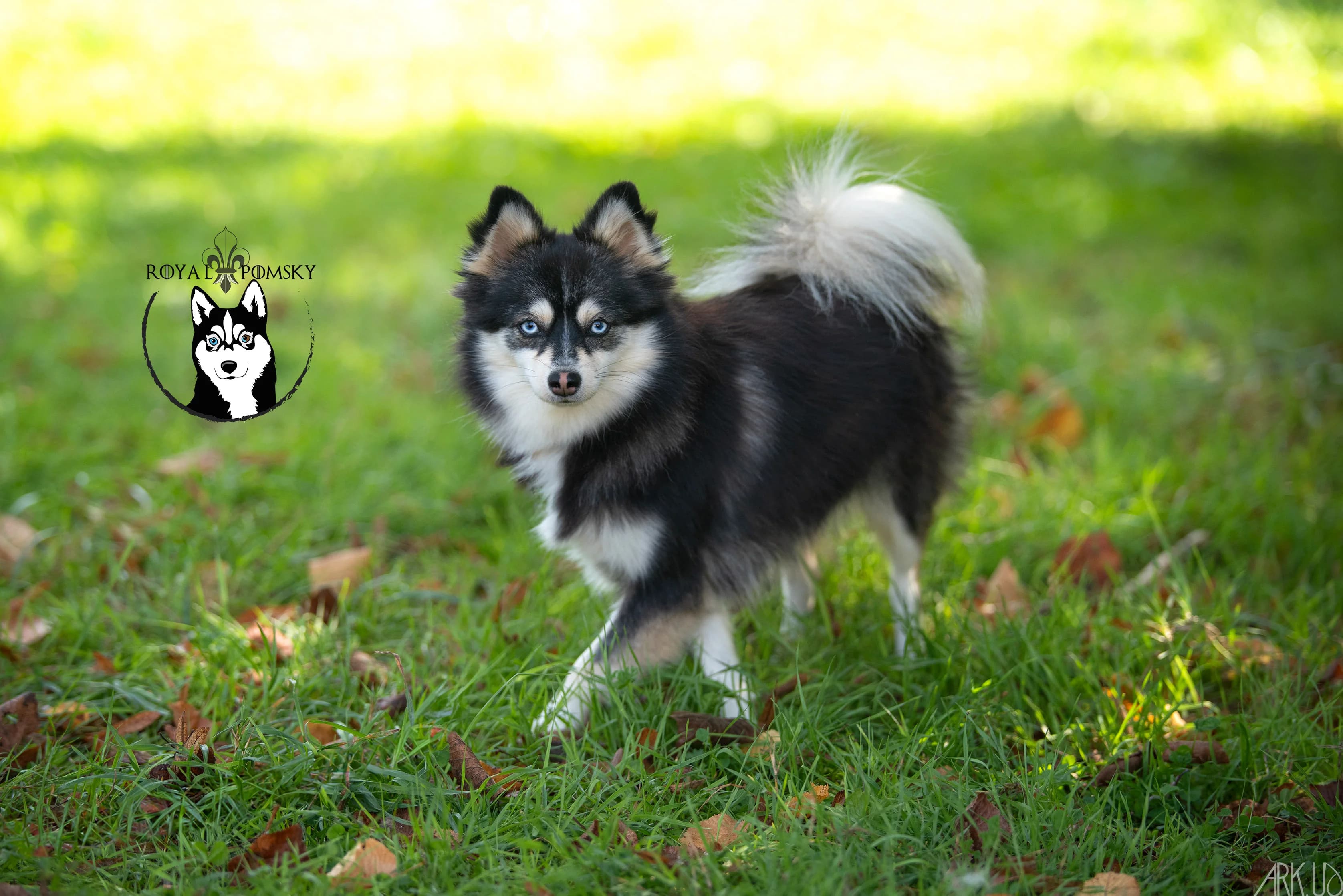 Pomsky regardant l'objectif avec beaucoup de caractère