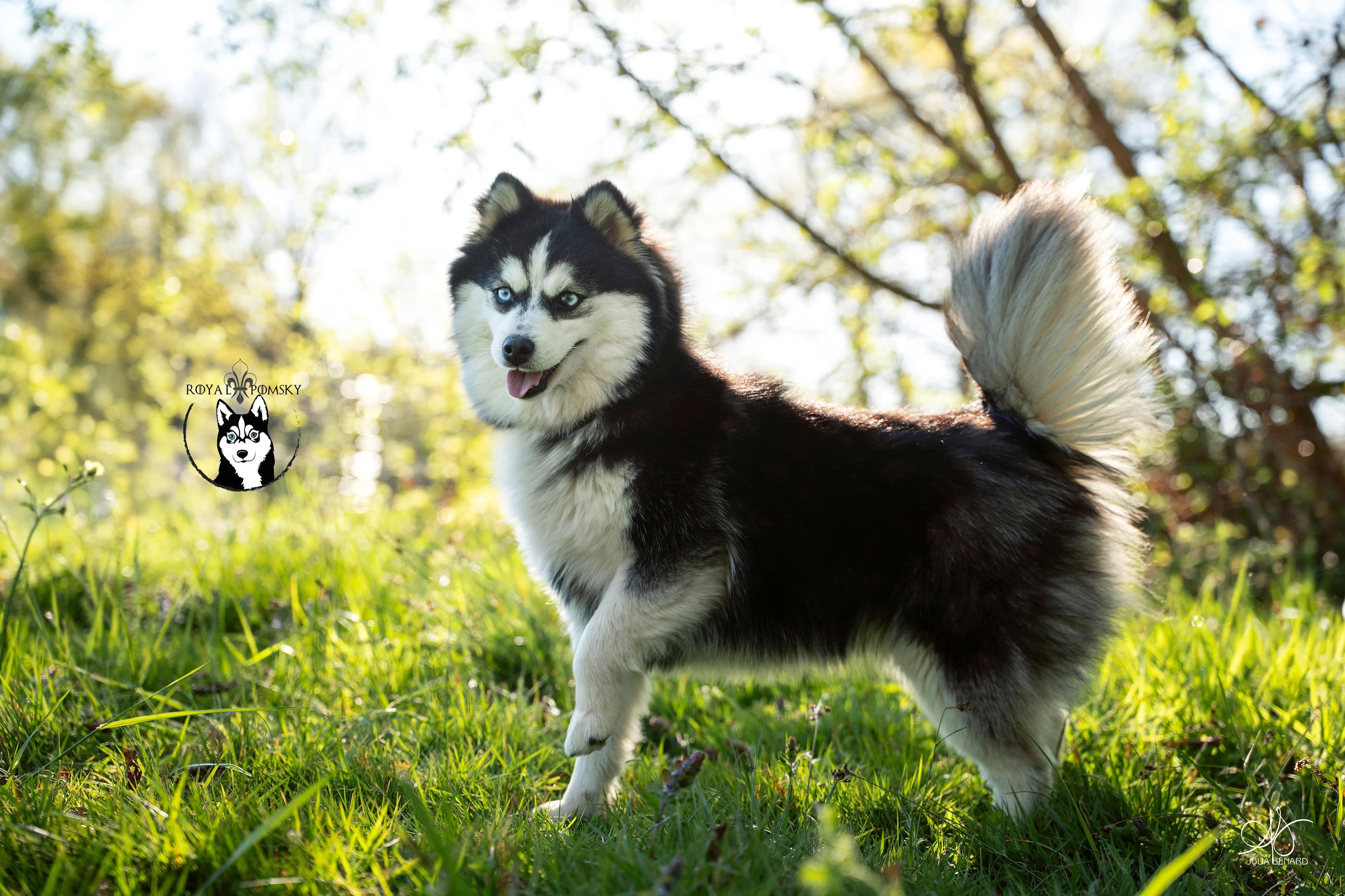 Pomsky attentif et expressif dans l'herbe qui semble regarder son maître en levant une patte