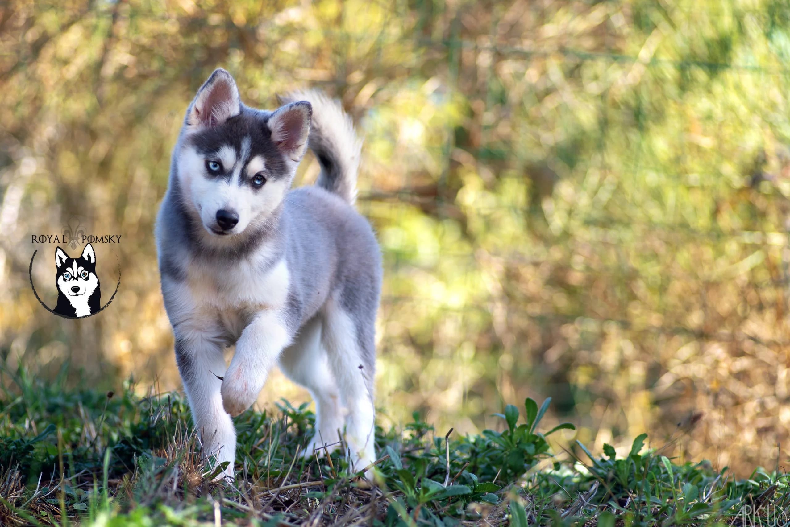 Un Pomsky de taille standard se tenant debout sur l'herbe