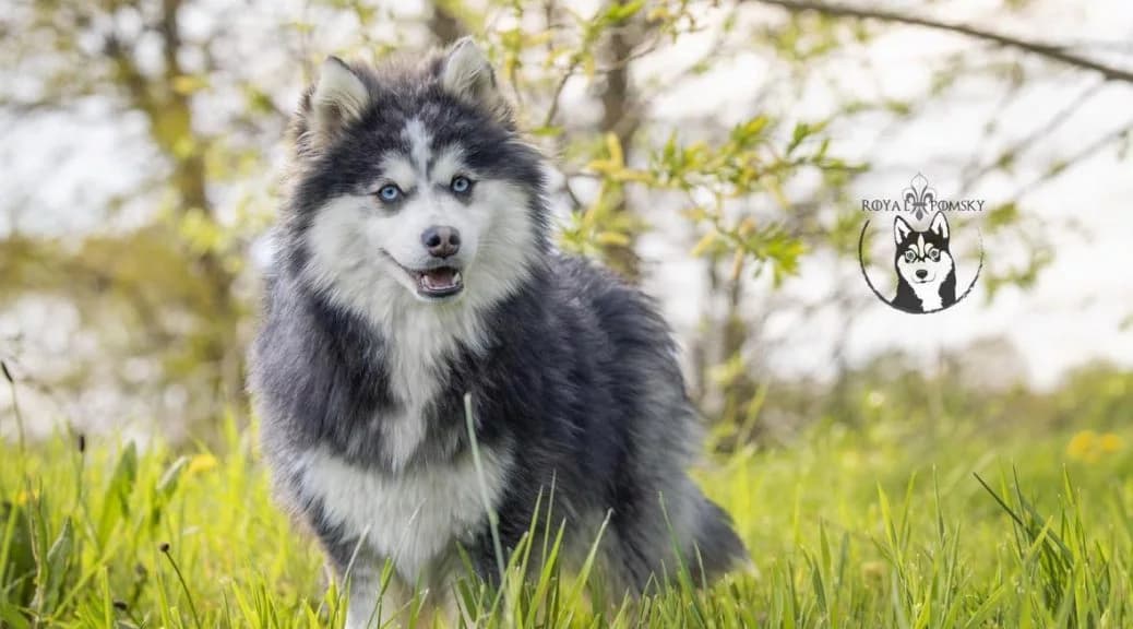 Pomsky adulte au pelage dense et regard expressif