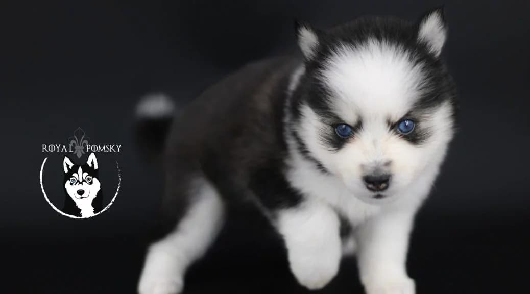 Chiot Pomsky noir aux yeux bleus au regard intense