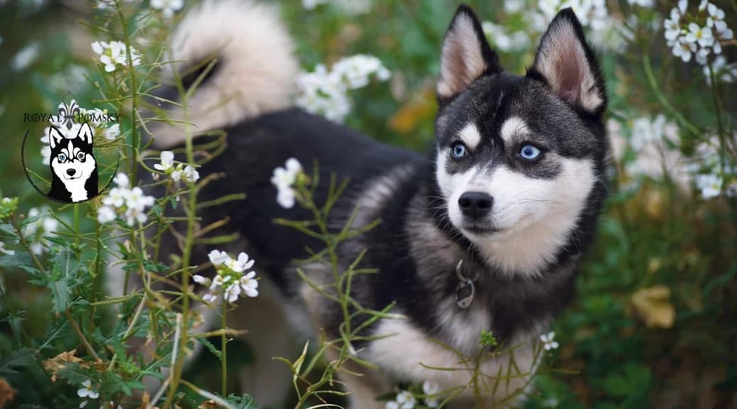 Pomsky illustrant les différentes générations F1 F2 F3