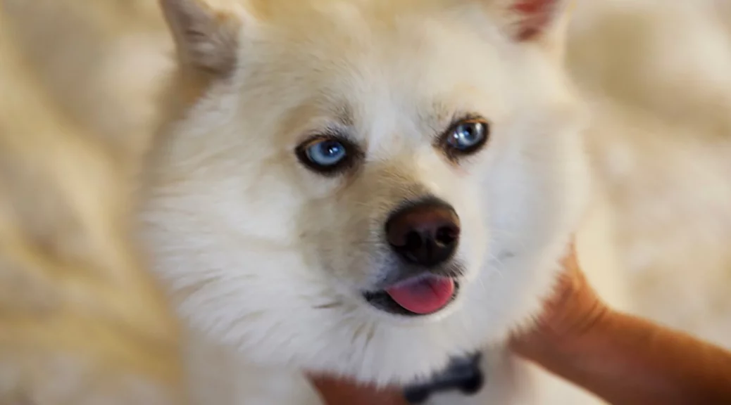 Illustration du visage d'un Pomsky représentant la longévité et la santé