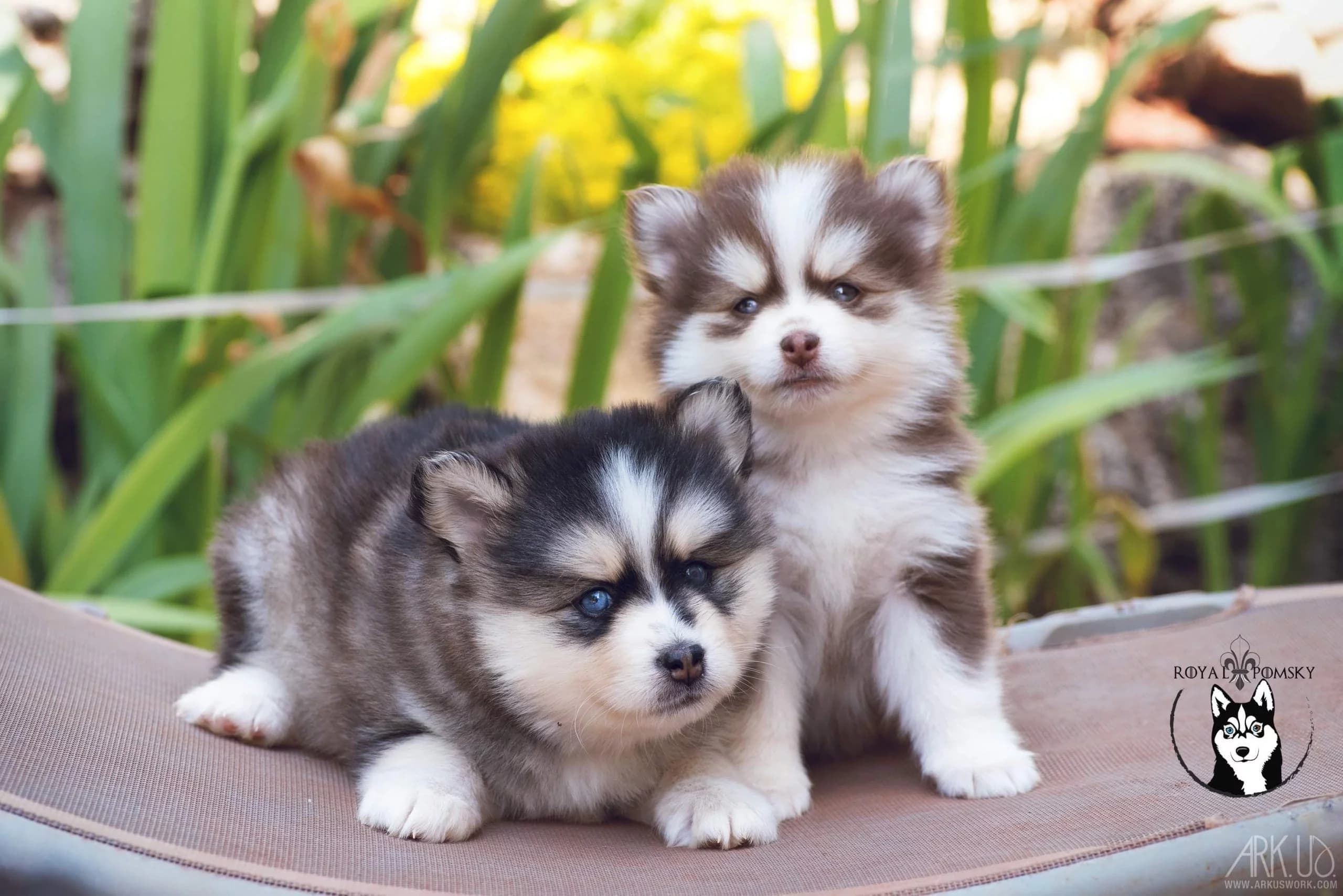Deux chiots Pomsky illustrant la race hybride