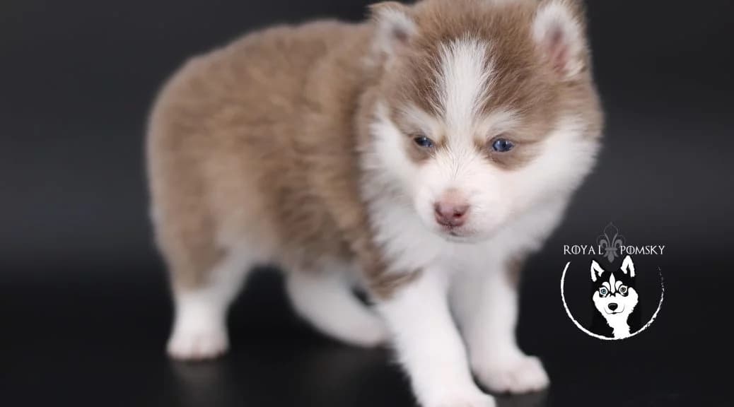 Pomsky au look de petit renard avec pelage dense et regard expressif