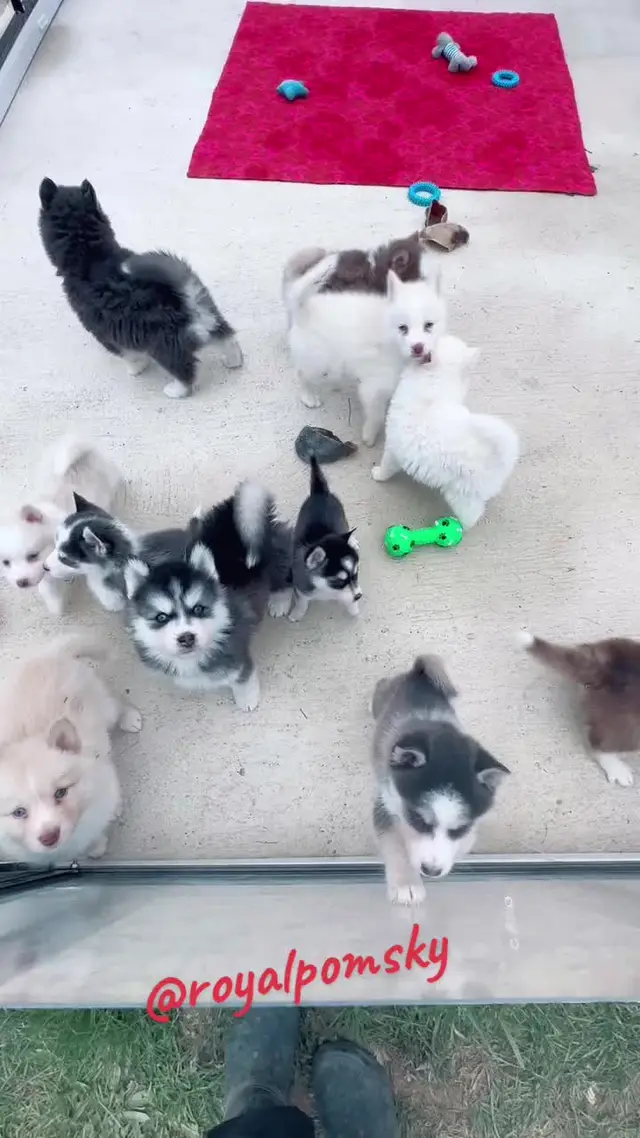 Chiots Royal Pomsky qui jouent ensemble à l'élevage