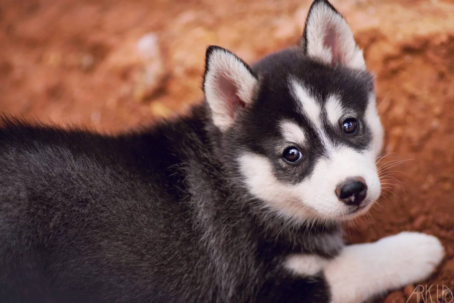 Un chiot pomsky regarde tendrement l'objectif pour nous acceuillir
