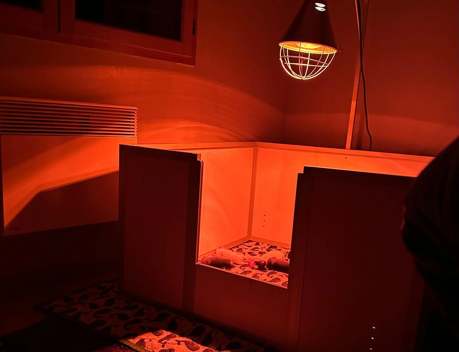 Carrousel d'images montrant les cocons et espaces de repos des chiots Royal Pomsky - photo 1